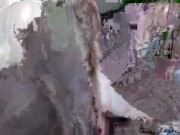 CC - Freudian Fucker