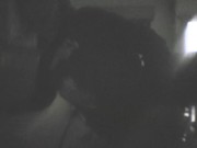 Irresistible outdoor blowjob