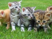 Horny girls love sperm