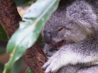 LACEY CHABERT CUM TRIBUTE !!
