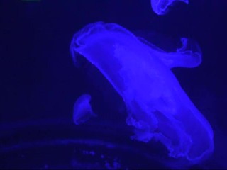 Brown Sugar  Amateur Threesome!