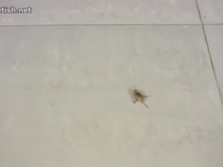 Hot Girl gets 3 Orgasms in 4 Minutes