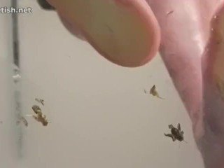 Lelu Love-WEBCAM: Pink Dildo New Lube
